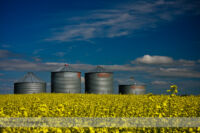 Bins in a Canola Field