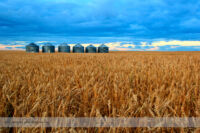 Grain Bins