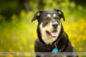 Pet Photography Session with Pet ViTails