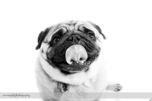 Pet Portrait of Earl the Pug