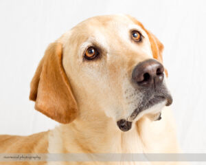 Pet Photography Session with Pet ViTails