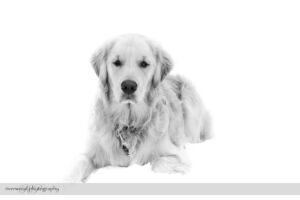 Pet Portrait from Pawsitively Natural Dog Daycare