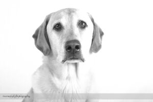 Pet Photography Session with Pet ViTails