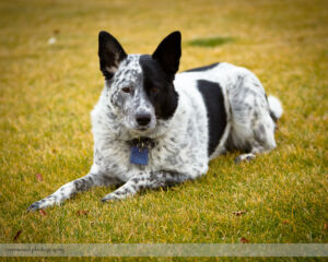 Dog Portraits