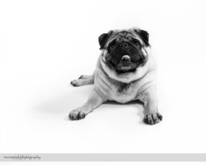 Earl the Pug