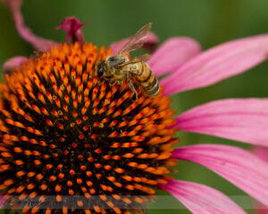 Bee on Echinacea