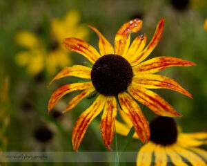 Black Eyed Susan