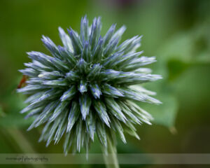 Globe Thistle