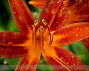 Common Orange Lily