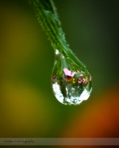 Reflecting Echinacea