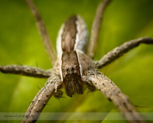 Macro Spider