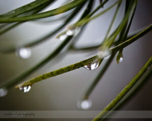 Abstract Water Droplets on Needles