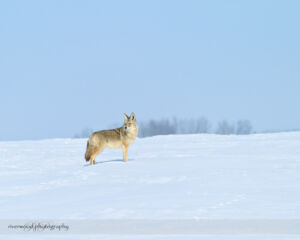 Proud Coyote on the Prairies