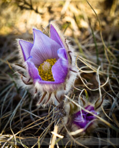 Prairie Crocus at Nose Hill Park
