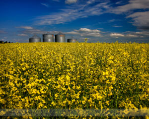 Bins in a Canola Field