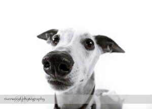 wpid-RP-7D_01443-Dog-Day.jpg