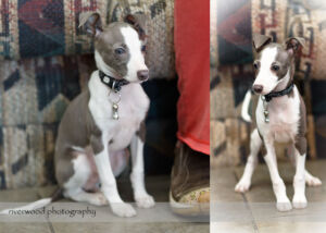 wpid3057-RP-blog5-Pawsitively-Natural-Puppy-Meetup.jpg