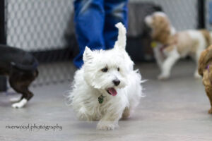 wpid3059-RP-7D_01287-Pawsitively-Natural-Puppy-Meetup.jpg