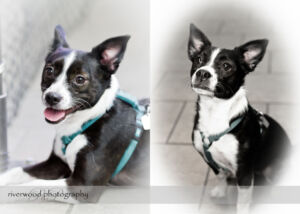 wpid3061-RP-blog1-Pawsitively-Natural-Puppy-Meetup.jpg