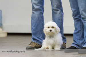 wpid3063-RP-7D_01294-Pawsitively-Natural-Puppy-Meetup.jpg