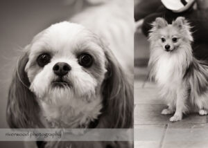 wpid3065-RP-blog2-Pawsitively-Natural-Puppy-Meetup.jpg