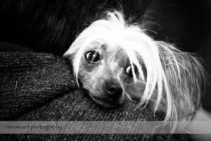 wpid3067-RP-1DIV_42244-Edit-Pawsitively-Natural-Puppy-Meetup.jpg
