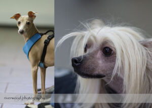 wpid3069-RP-blog3-Pawsitively-Natural-Puppy-Meetup.jpg