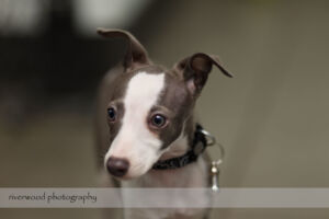 wpid3071-RP-1DIV_42294-Pawsitively-Natural-Puppy-Meetup.jpg