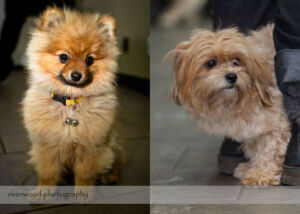 wpid3073-RP-blog4-Pawsitively-Natural-Puppy-Meetup.jpg