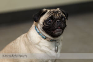 wpid3075-RP-1DIV_42477-Pawsitively-Natural-Puppy-Meetup.jpg
