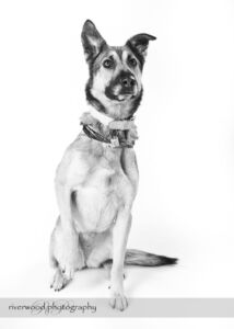 wpid3264-RP-7D_01321-Dog-Day.jpg