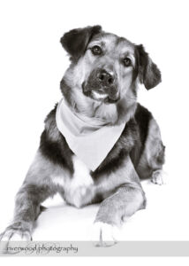 wpid3268-RP-7D_01359-Dog-Day.jpg