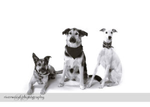 wpid3271-RP-7D_01481-Dog-Day.jpg