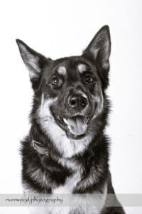 wpid3273-RP-1DIV_42935-Dog-Day.jpg