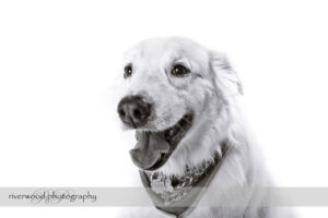 wpid3275-RP-7D_01585-Dog-Day.jpg