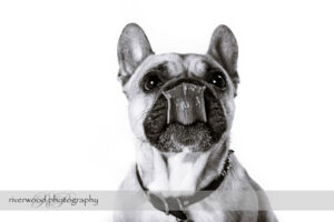 wpid3278-RP-7D_01641-Dog-Day.jpg