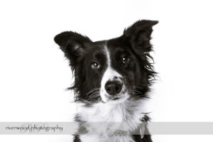 wpid3280-RP-7D_01697-Dog-Day.jpg
