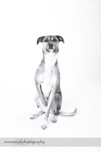wpid3282-RP-7D_01730-Dog-Day.jpg