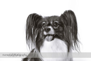 wpid3284-RP-7D_01762-Dog-Day.jpg
