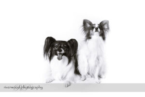wpid3286-RP-7D_01783-Dog-Day.jpg