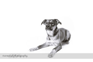 wpid3288-RP-7D_01798-Dog-Day.jpg