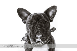 wpid3290-RP-7D_01865-Dog-Day.jpg