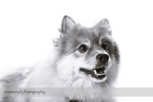 wpid3292-RP-7D_01936-Dog-Day.jpg