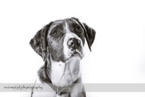 wpid3294-RP-7D_01980-Dog-Day.jpg