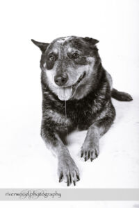 wpid3296-RP-7D_02070-Dog-Day.jpg