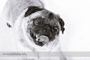 wpid3298-RP-7D_02116-Dog-Day.jpg