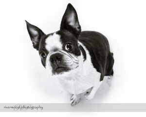 wpid3300-RP-7D_02166-Dog-Day.jpg