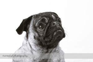 wpid3302-RP-7D_02215-Dog-Day.jpg