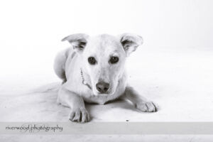 wpid3304-RP-7D_02261-Dog-Day.jpg