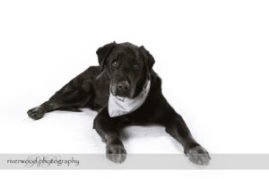 wpid3306-RP-7D_02277-Dog-Day.jpg